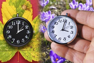 Black clock on autumn leaves and white clock in front of crocuses in spring, symbolic photo summer