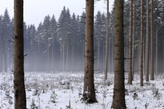 Spruce forest in winter, Bavaria