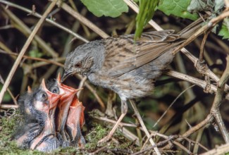 Dunnock (Prunella modularis) feeding its chicks at the nest in the brush of a forest. Bas-Rhin,