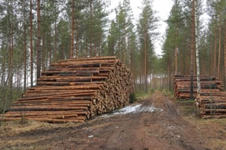 Log piles by logging road in pine forest in early spring. South of Finland. March 2020