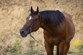 Quarter Horse gelding on halter in portrait, Austria