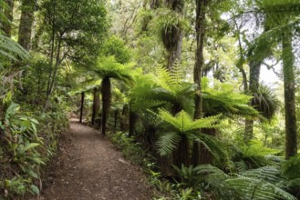 Mountain biking the Old Coach Road, North Island of New Zealand