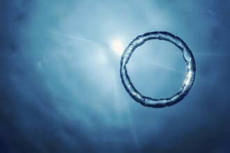 Bubble Ring Underwater ascends towards the Sun