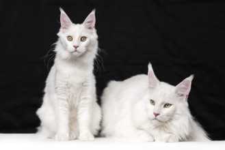Two Maine Coon Cats on black and white background. Domestic female cat is sitting and looking at