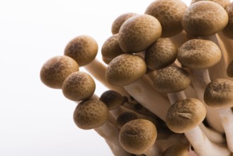 Brown beech mushrooms, Shimeji mushroom