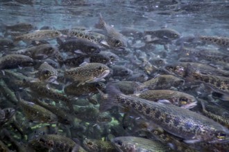 River Trout swim underwater, Trout underwater scene, Trout farm