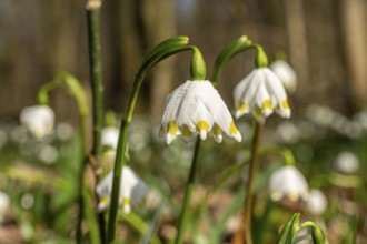 Spring snowflake (Leucojum vernum), spring knot flower, Amaryllis family (Amaryllidaceae), blooming