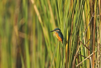 Kingfisher (Alcedo atthis)