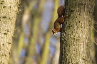 Squirrel (Sciurus vulgaris)