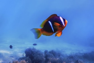 Red Sea clownfish (Amphiprion bicinctus) Red Sea, Marine life
