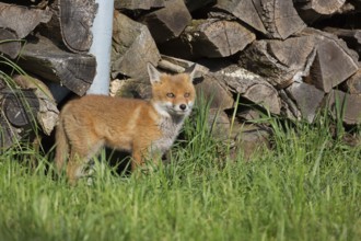 Red fox, Vulpes vulpes, juvenile
