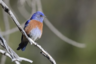Blue-throated Bluebird, Sialia mexicana, Utah, USA