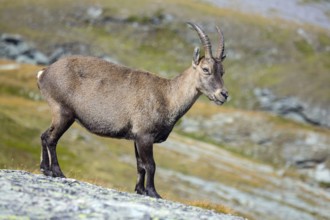 Alpine ibex, Capra ibex