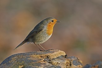 European robin, Erithacus rubecula