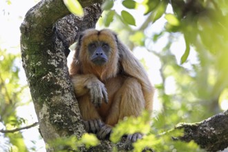 Howler monkeys, Alouatta, Argentina