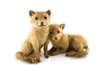 Prepared dusty foxes