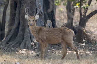 Sambar (Cervus unicolor), roe deer, deer, horse deer, noble deer, eye contact, Kanha National Park,