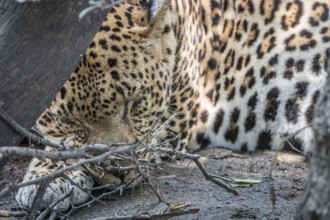A male Leopard sleeping behind a tree in the Sabi Sand Game Reserve, South Africa