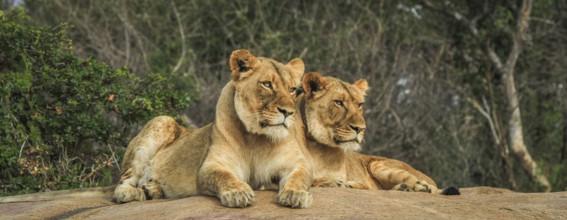 Lions on the rocks in the Selati Game Reserve, South Africa