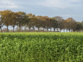 Landscape with a row of trees at the edge of a green field, borken, münsterland, germany