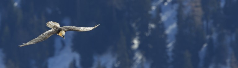 Bearded vulture, lammergeier, (Gypaetus barbatus), (Gypaetus barbatus meridionalis), flight photo,
