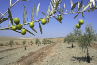 Beautiful green olive field macro detail over blue sky