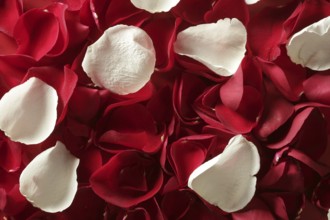Red rose petals texture background, transparent flowers