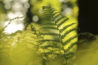 Close-up of fern in the forest on a sunny spring morning