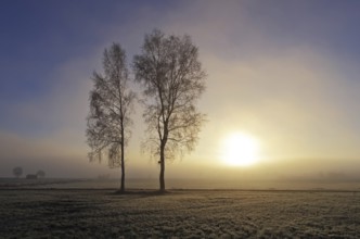 Birches in the morning mist