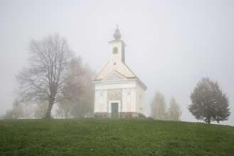 Karger tree, autumn atmosphere with fog, Theresienkapelle, Mass chapel Maria vom Guten Rat, Sausal,