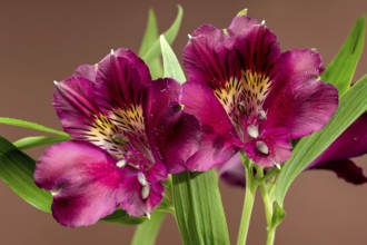 Close-up of dark burgundy alstroemeria flowers with green leaves, isolated against a rich brown