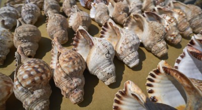 Sea shells in a row galician coast