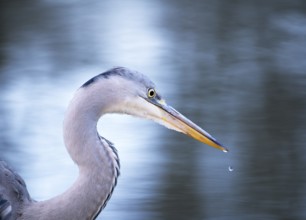 A head shot of a stunning Grey Heron (Ardea cinerea) hunting for food along the bank of a river