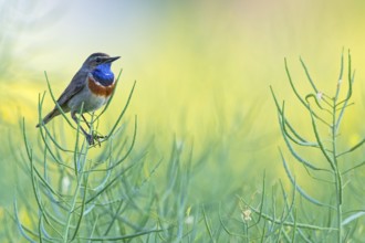 Bluethroat, (Luscinia svecica), Luscinia svecicus, animals, birds, songbirds, flycatcher family,