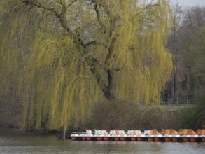 Weeping willow above a boat landing stage at the river, quiet spring atmosphere, borken, lower