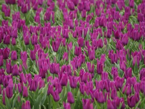 A field of flowers full of purple tulip blossoms planted close together with green foliage, urk,