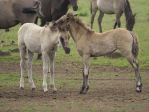 Two foals gently touching their heads in a meadow, merfeld, North Rhine-Westphalia, Germany