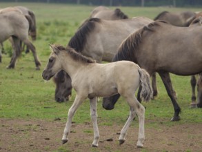 A young foal walks on a green pasture, surrounded by other horses of the herd, merfeld, North