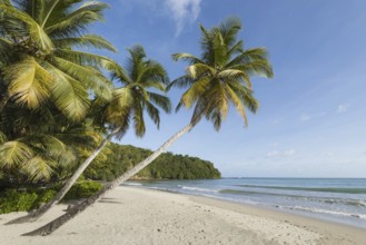 Dream beach in the Caribbean