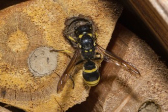 Wall wasp (Ancistrocerus nigricornis)