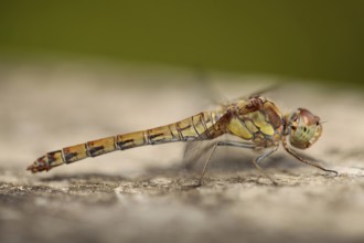 Vagrant darter (Sympetrum vulgatum)