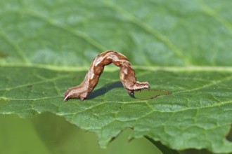 Caterpillar of the dock moth (Timandra comae)