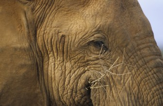 African elephant eye (Loxodonta africana)