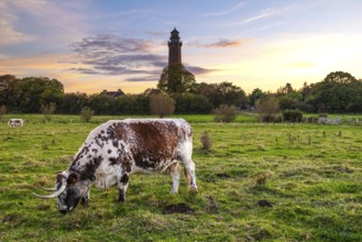 Cow in front of a sunset at the lighthouse in Behrensdorf