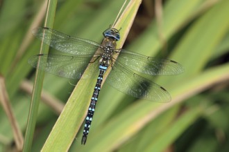 Autumn mosaic damselfly, Aeshna mixta, France