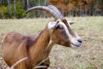 Goat with fawn-coloured fur, white facial markings and long, curved horns looks at its surroundings