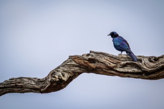 Burchell's starling sitting on a branch in the Kruger National Park, South Africa