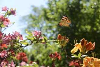 Butterfly 494