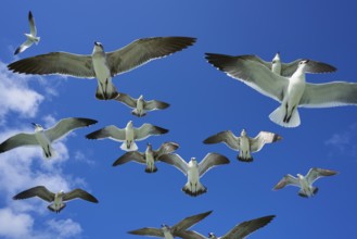 Seagulls sea gulls group flying on blue sky in Caribbean sea