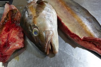 Amberjack fish head fillet process in stainless steel kitchen
